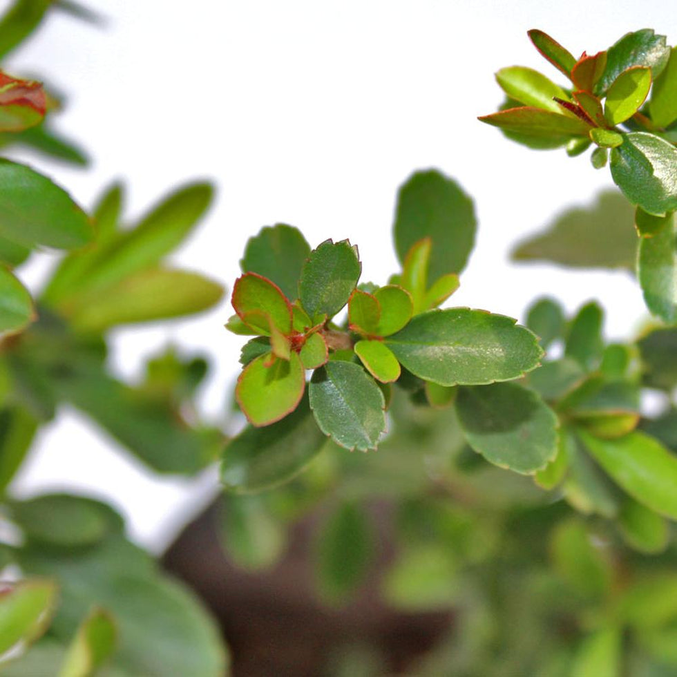 Pack De 50 Crataegus Pyracantha Arbusto Para Cierre 1