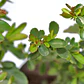 Pack De 50 Crataegus Pyracantha Arbusto Para Cierre - Miniatura 1