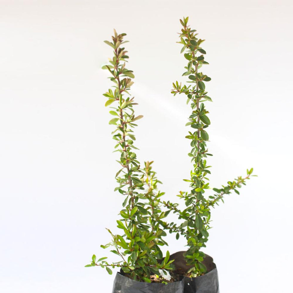 Pack De 50 Crataegus Pyracantha Arbusto Para Cierre 2