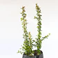 Pack De 50 Crataegus Pyracantha Arbusto Para Cierre - Miniatura 2