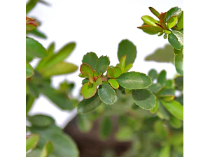 Pack De 10 Crataegus Pyracantha Arbusto Para Cierre