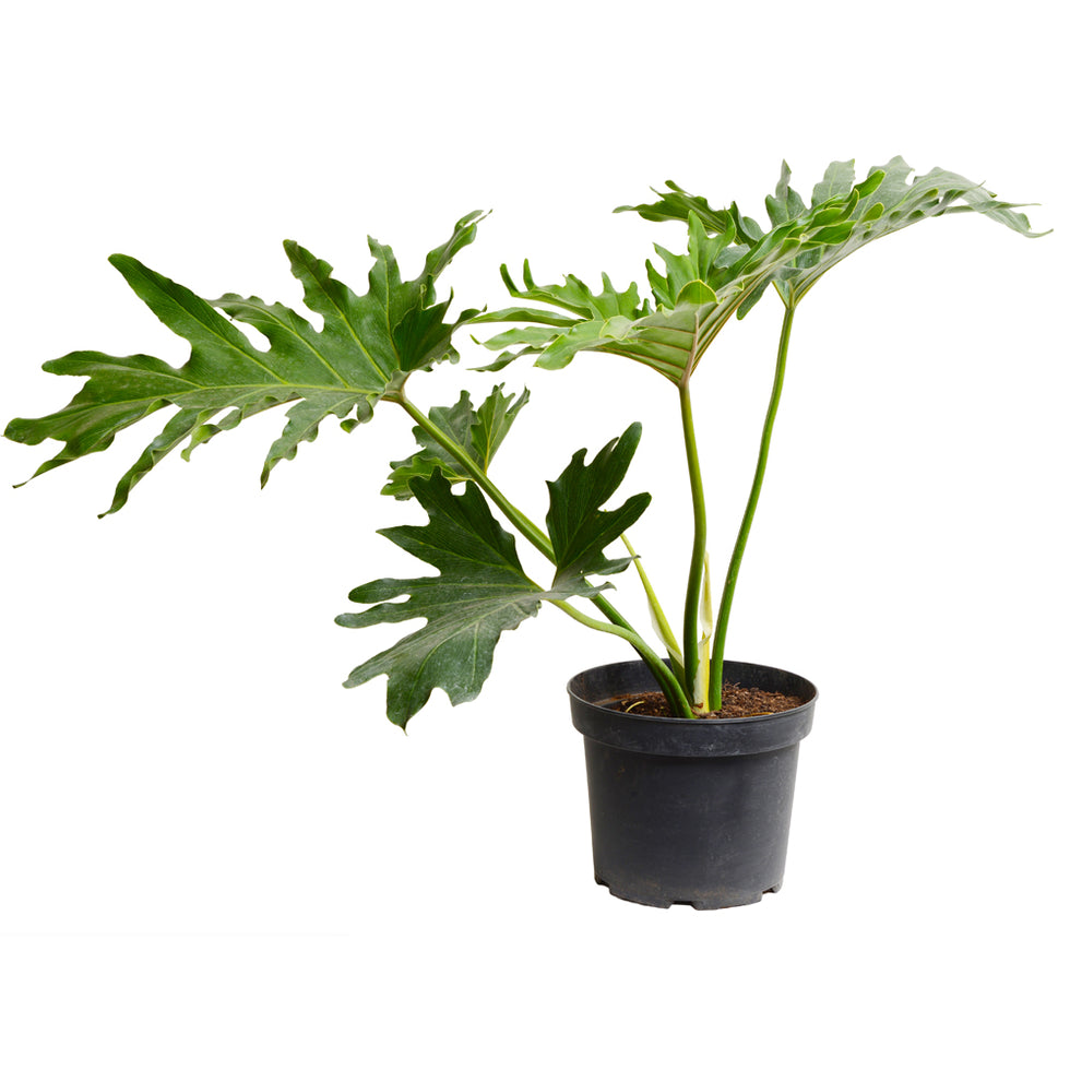 Filodendro Paraguayo Philodendro Planta Interior 1