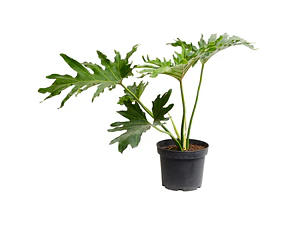 Filodendro Paraguayo Philodendro Planta Interior