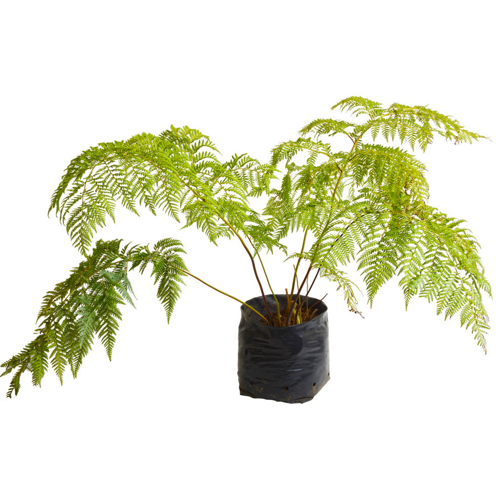 Helecho Paragua Planta Ornamental 1