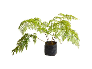 Helecho Paragua Planta Ornamental
