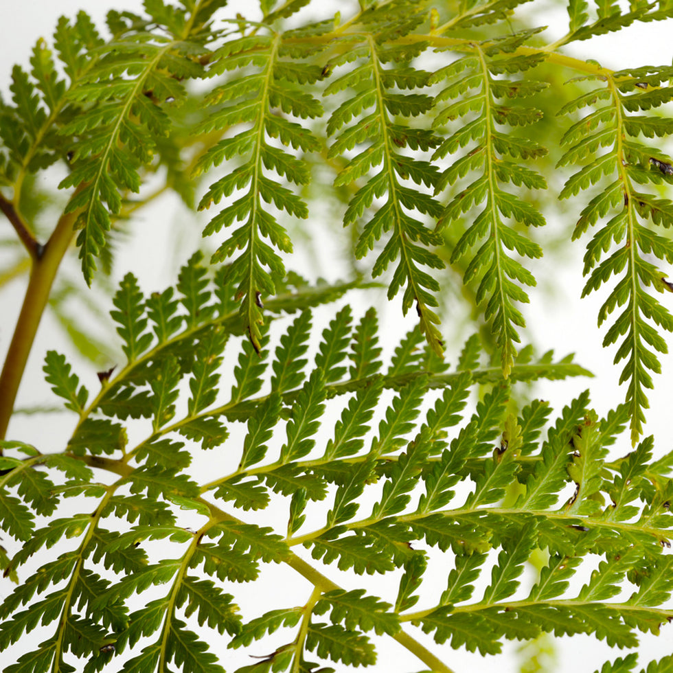 Helecho Paragua Planta Ornamental 3