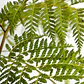 Helecho Paragua Planta Ornamental - Miniatura 3