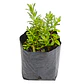 Pack De 50 Mioporo Parvifolium Rastrero Cubresuelo Flor - Miniatura 2