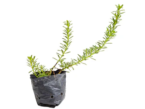 Pack De 50 Mioporo Parvifolium Rastrero Cubresuelo Flor