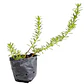Pack De 50 Mioporo Parvifolium Rastrero Cubresuelo Flor - Miniatura 1