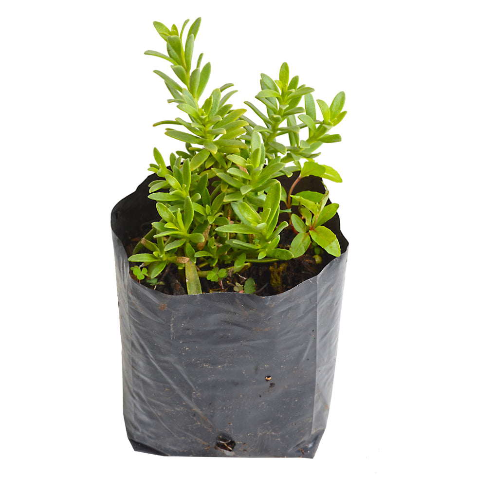 Pack De 10 Mioporo Parvifolium Rastrero Cubresuelo Flor 2
