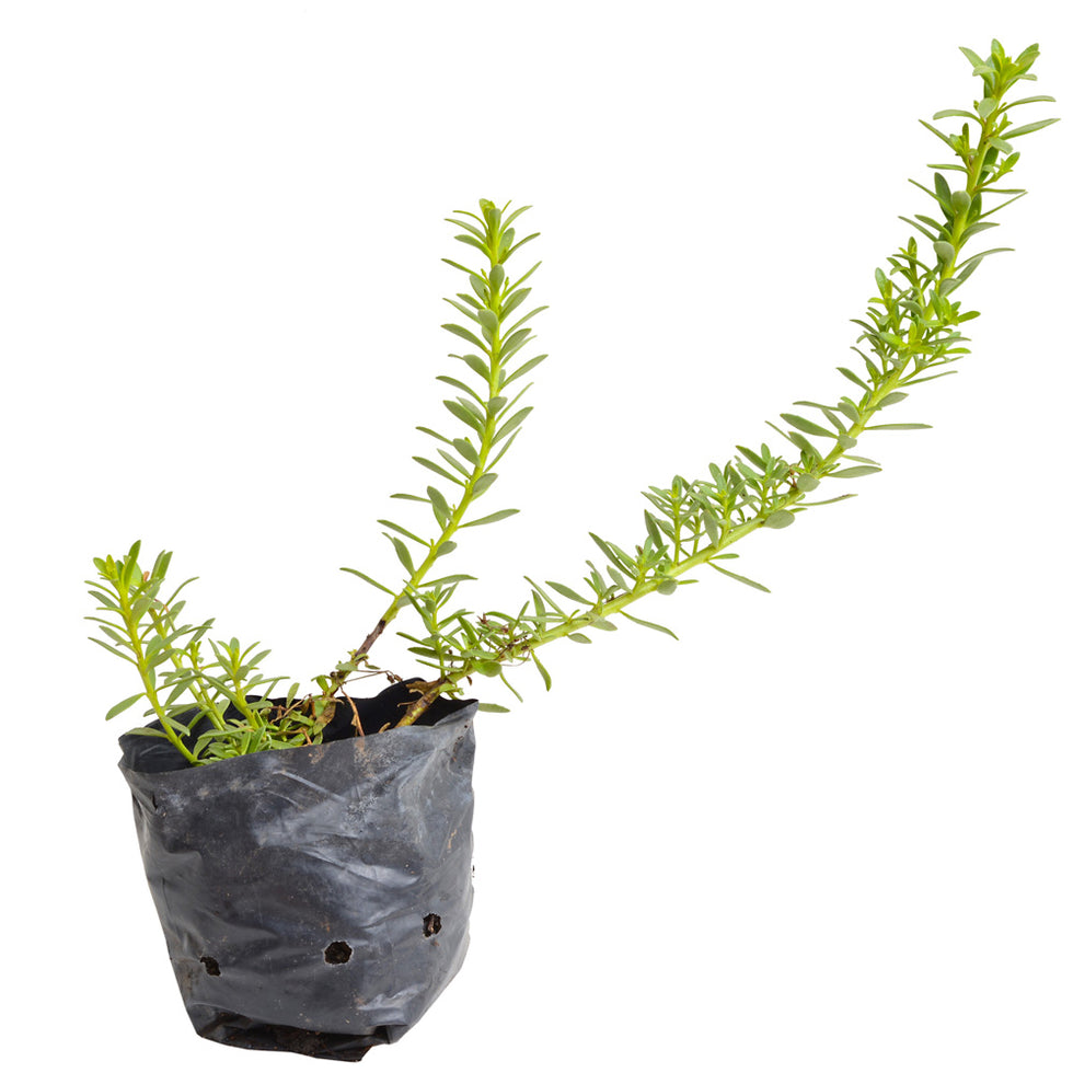 Pack De 10 Mioporo Parvifolium Rastrero Cubresuelo Flor 1
