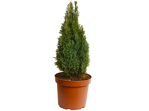 Pino Elwoodii / Pino Azul Woody / Árbol Planta Ornamental