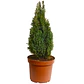 Pino Elwoodii / Pino Azul Woody / Árbol Planta Ornamental - Miniatura 1