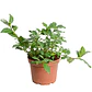 Gardenia Jazmin Arbusto Ornamental Perfumado - Miniatura 3