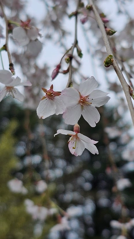 Arbol Cerezo Péndulo 2mts Ornamental 3