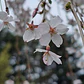 Arbol Cerezo Péndulo 2mts Ornamental - Miniatura 3