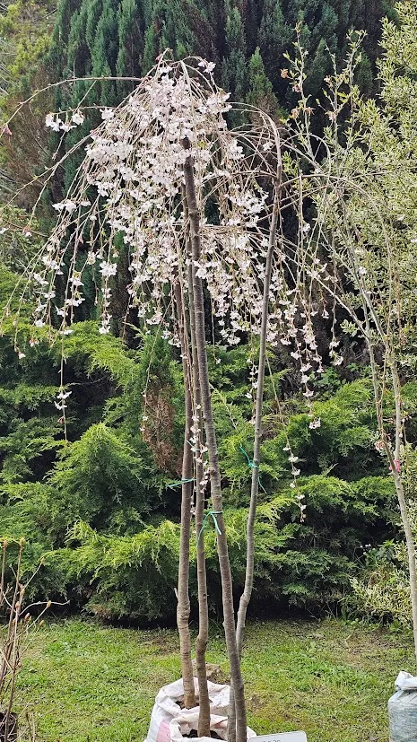 Arbol Cerezo Péndulo 2mts Ornamental 2