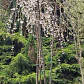 Arbol Cerezo Péndulo 2mts Ornamental - Miniatura 2