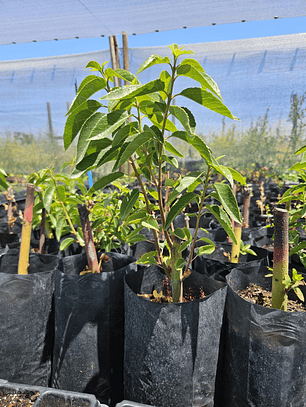 Maqui (Aristotelia chilensis)