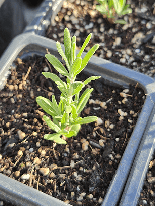 Lavanda (Lavándula angustifolia)