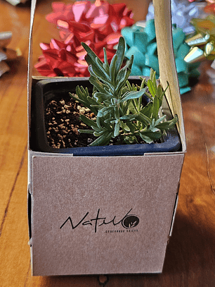 Lavanda (Formato de regalo)