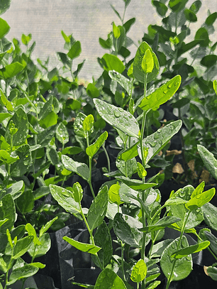 Quillay (Quillaja saponaria)