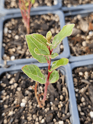 Peumo (Cryptocarya alba) en pote de 7x7x8