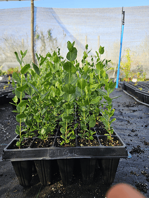 Quillay en bandeja forestal