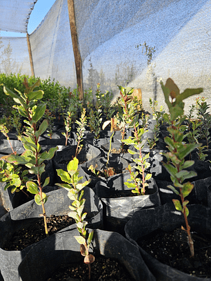 Peumo (Cryptocarya alba) 