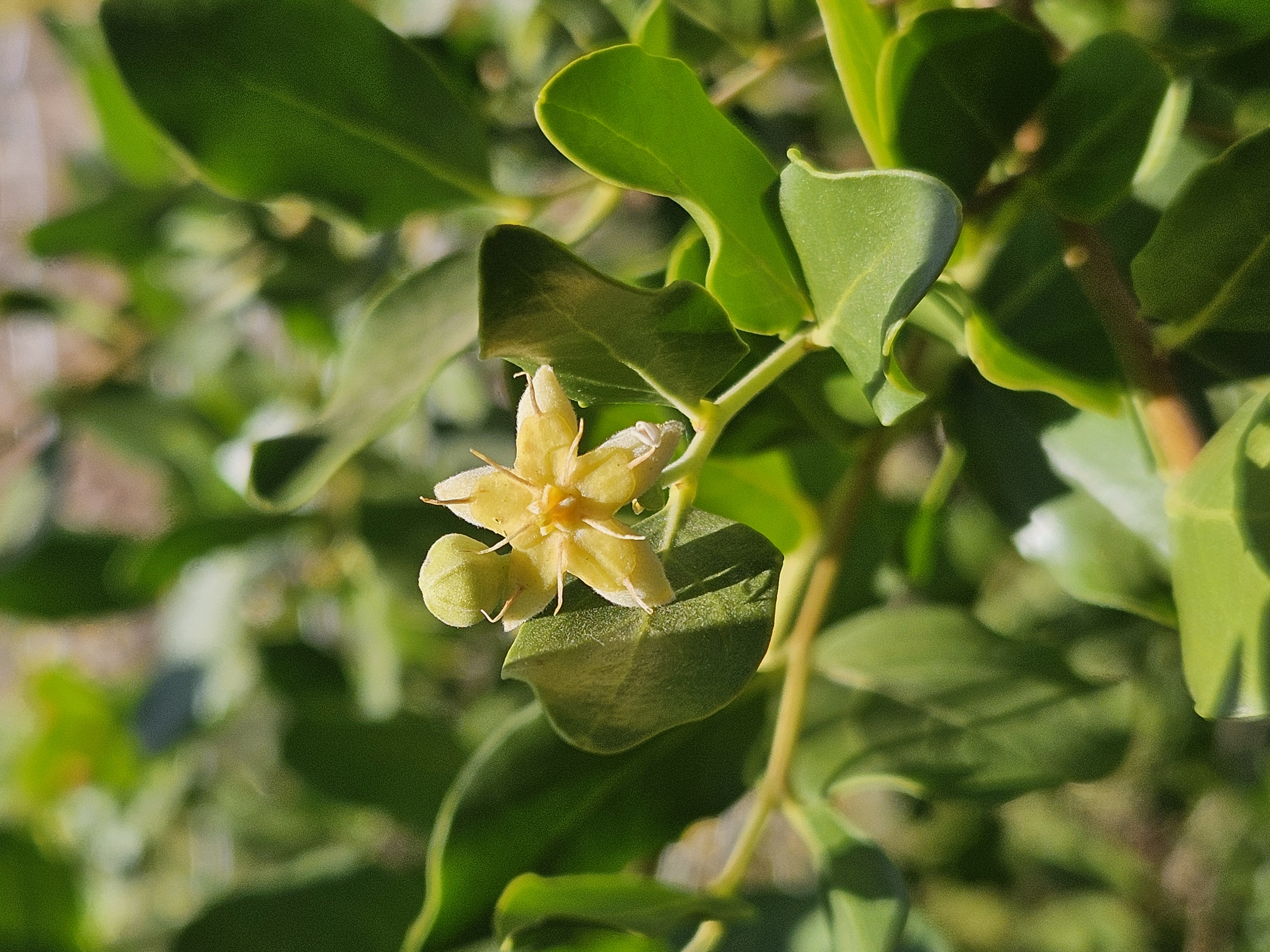 Descubre nuestro quillayes, el árbol chileno por excelencia