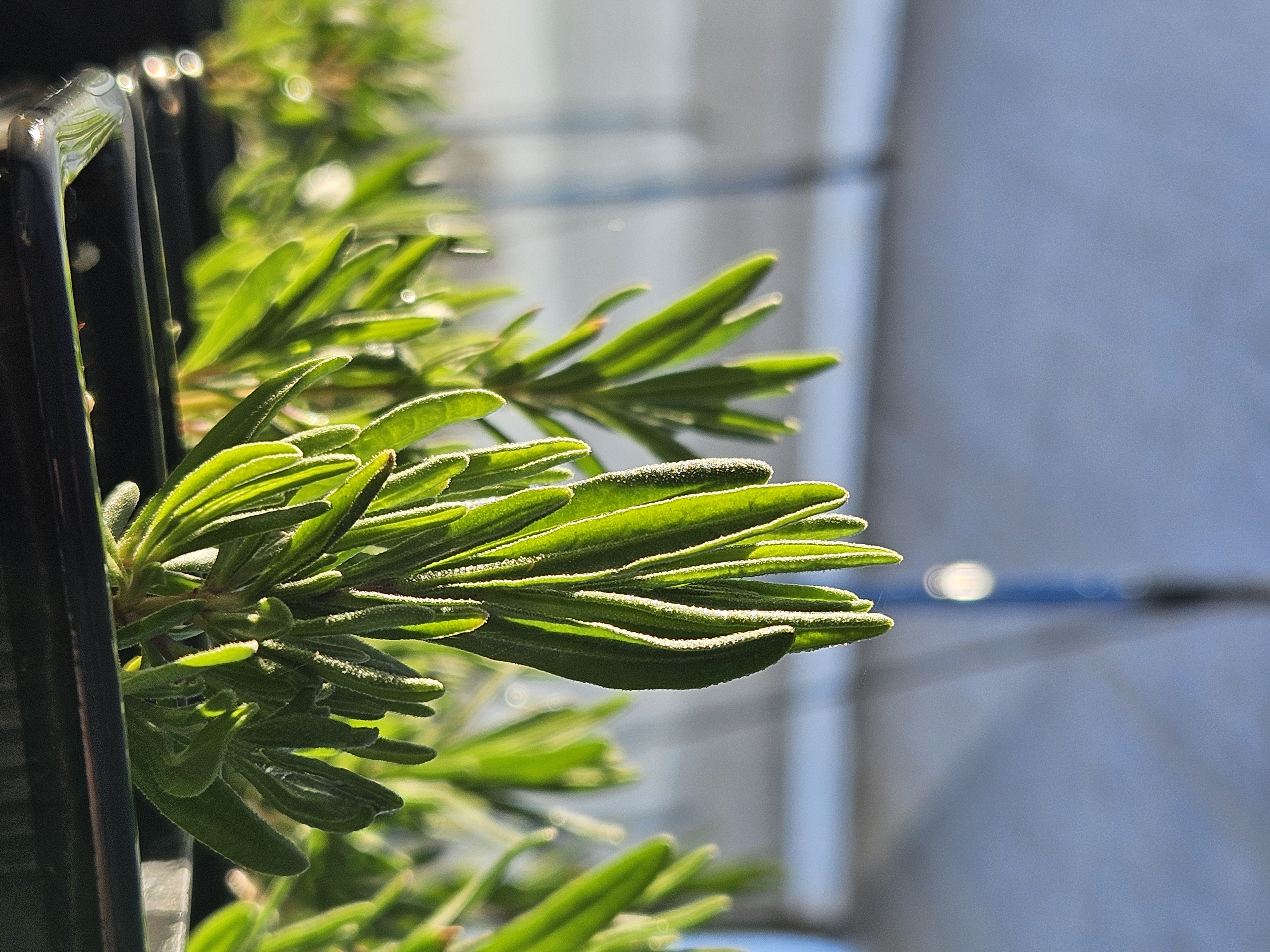 🛒Catálogo de especies