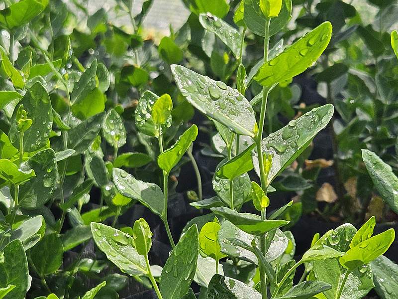 🌳 Por qué el quillay es ideal para cercos vivos en Chile