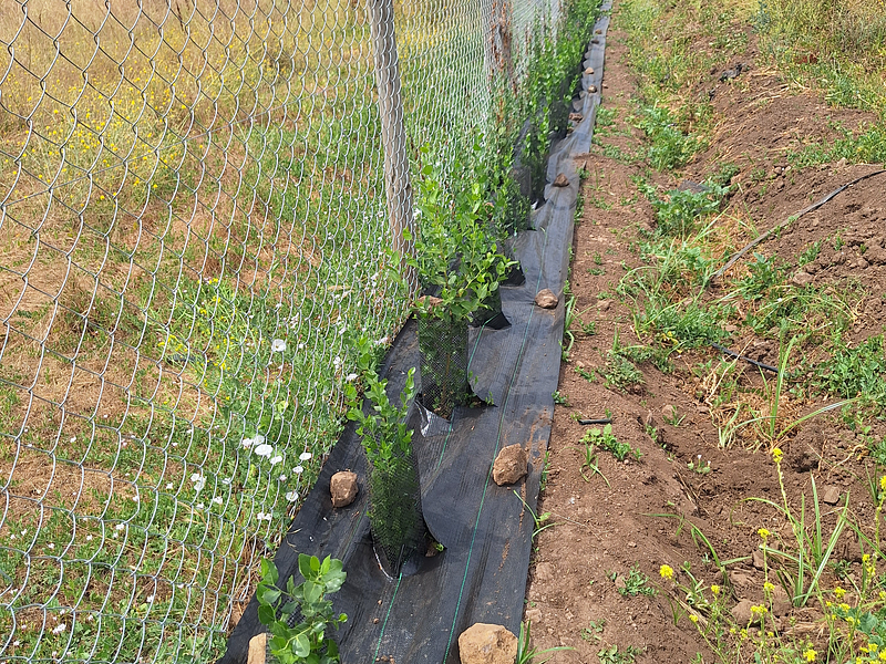 🌱 Guía práctica: cómo plantar y cuidar tu quillay