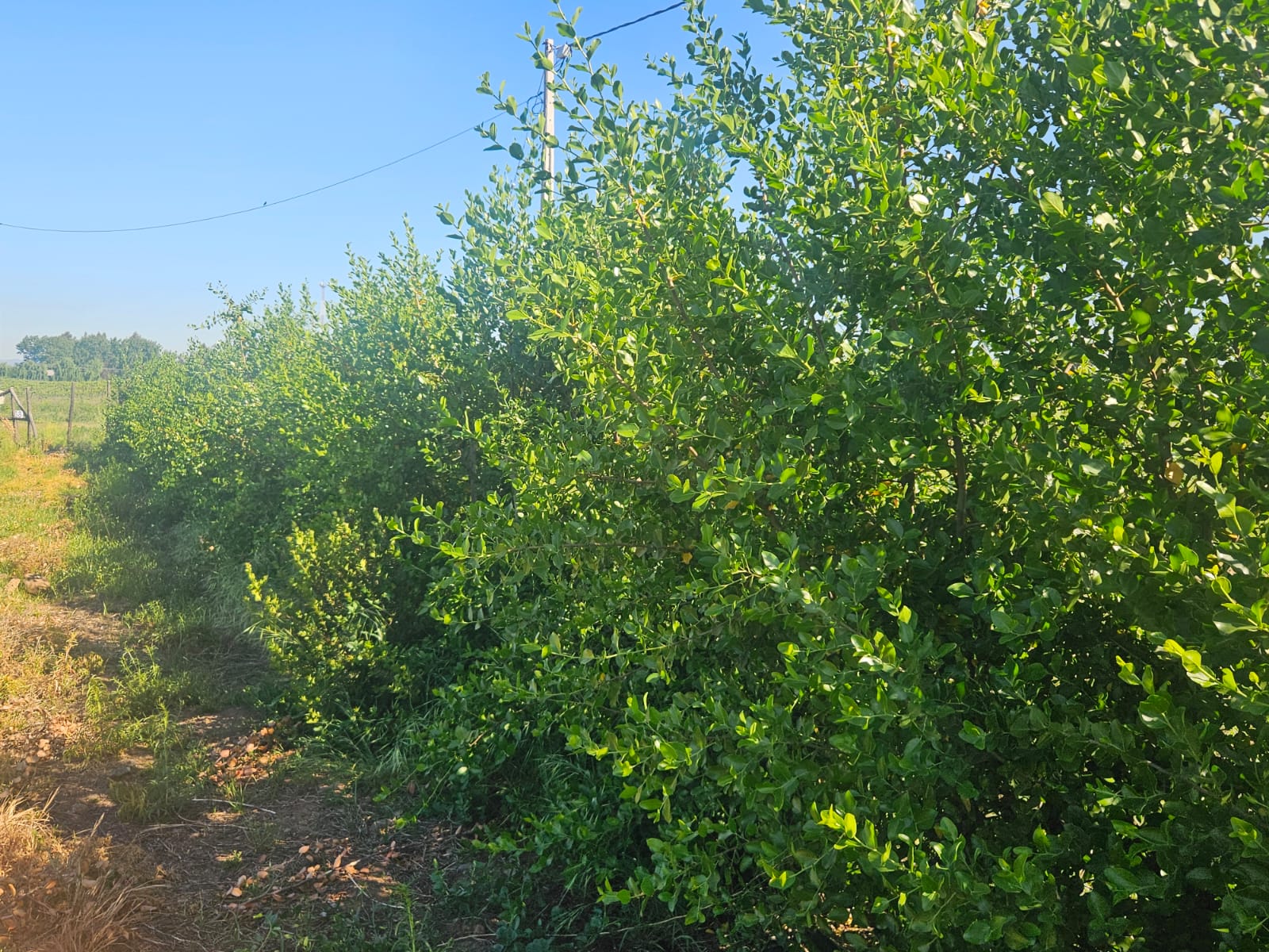 🌳QUILLAY (Quillaja saponaria)
