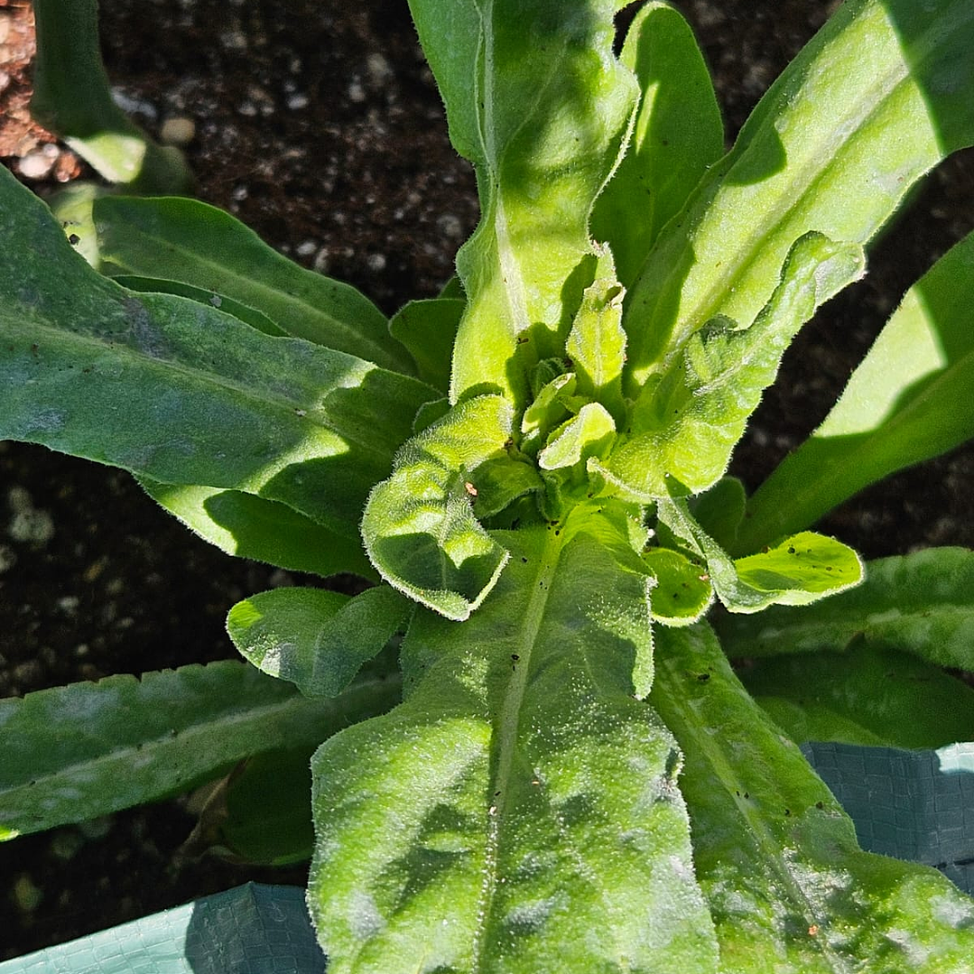 Mini Huerto Mix Verano 5