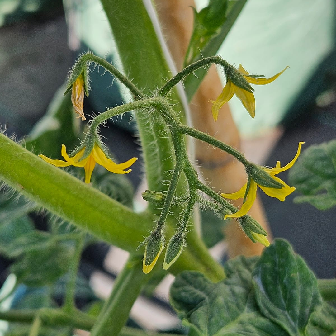 Mini Huerto Mix Verano 3