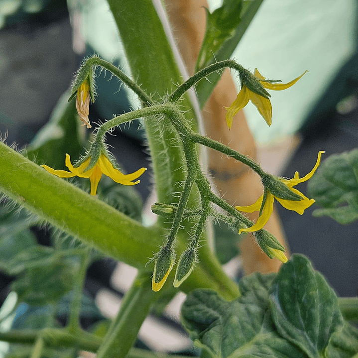 Mini Huerto Mix Verano 3