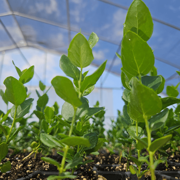 Quillay en bandeja forestal 1