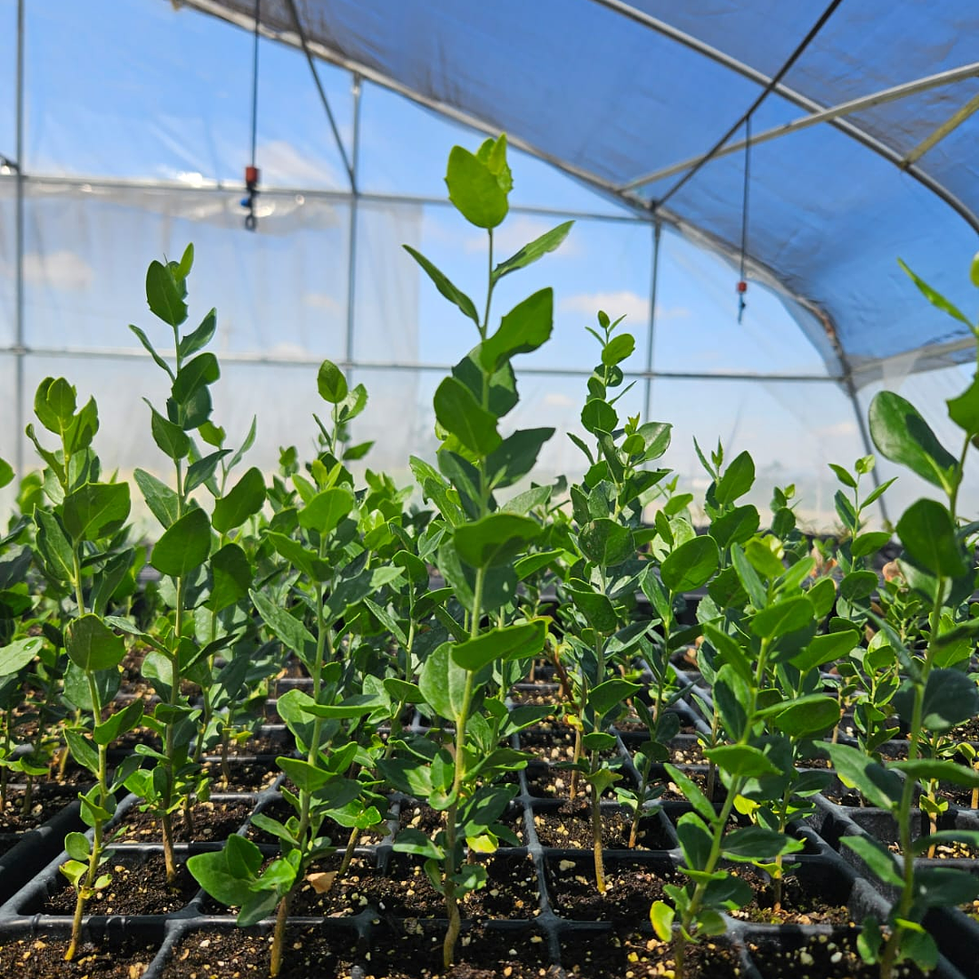 Quillay en bandeja forestal 2