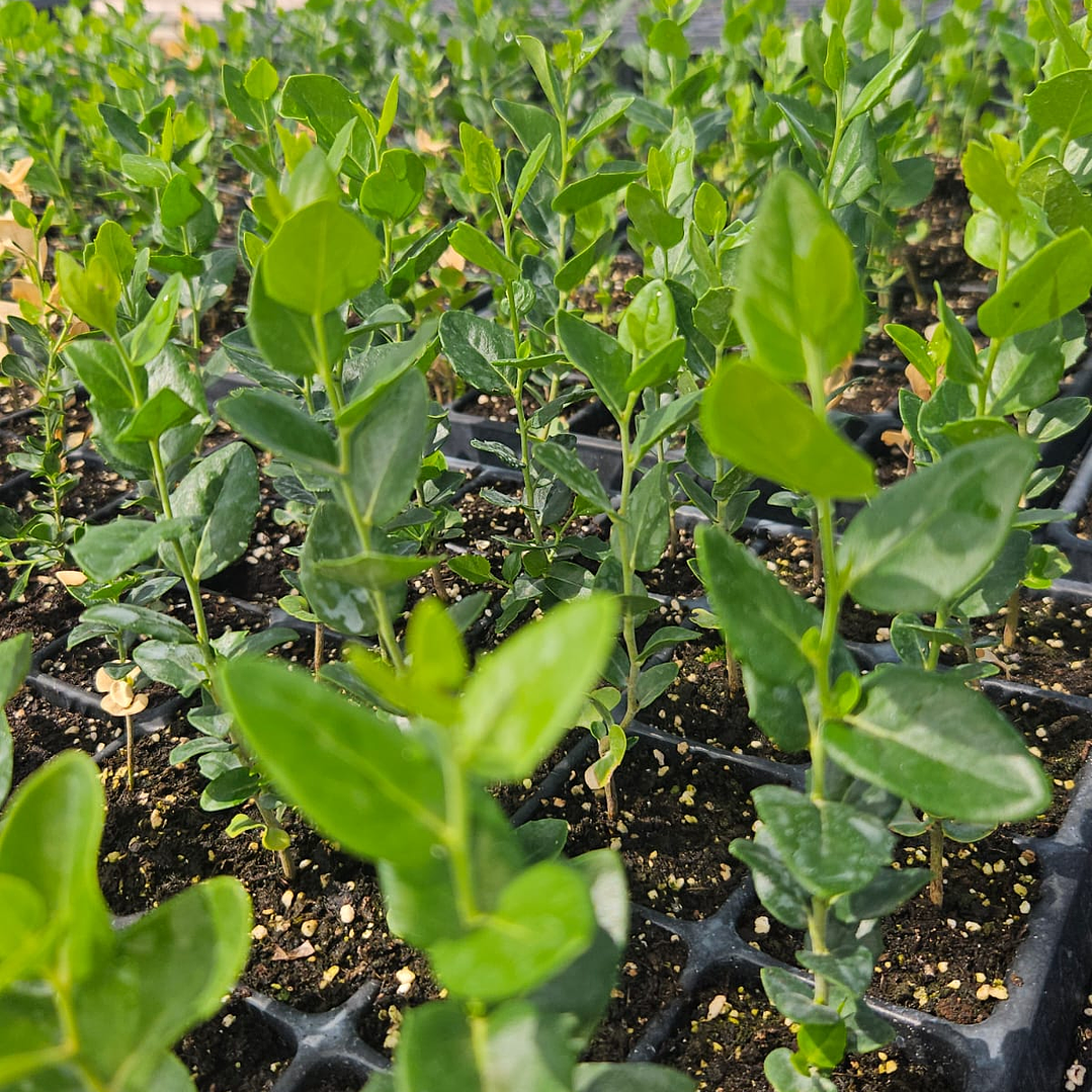 Quillay en bandeja forestal 3