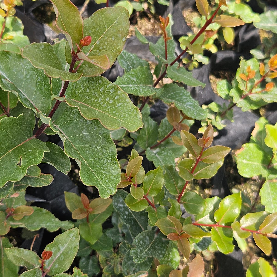 Peumo (Cryptocarya alba)  1