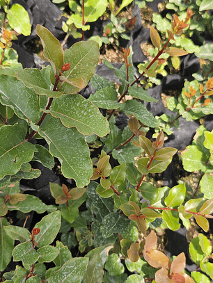 Peumo (Cryptocarya alba) 