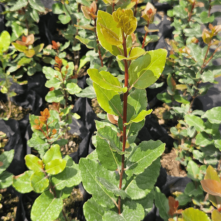 Peumo (Cryptocarya alba)  2