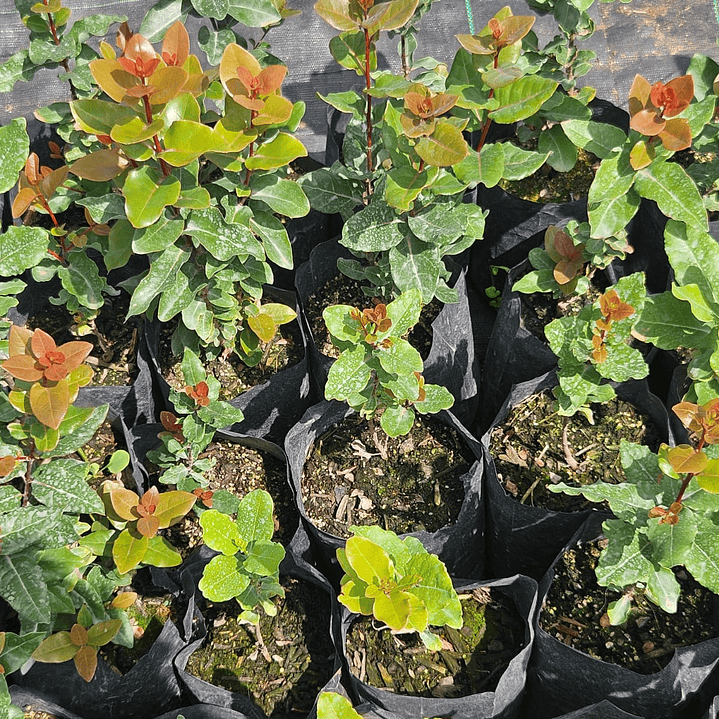 Peumo (Cryptocarya alba)  3