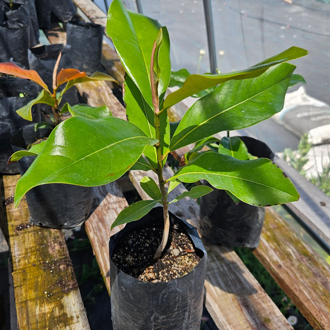 Magnolio Grandiflora 1