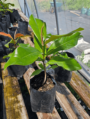 Magnolio Grandiflora