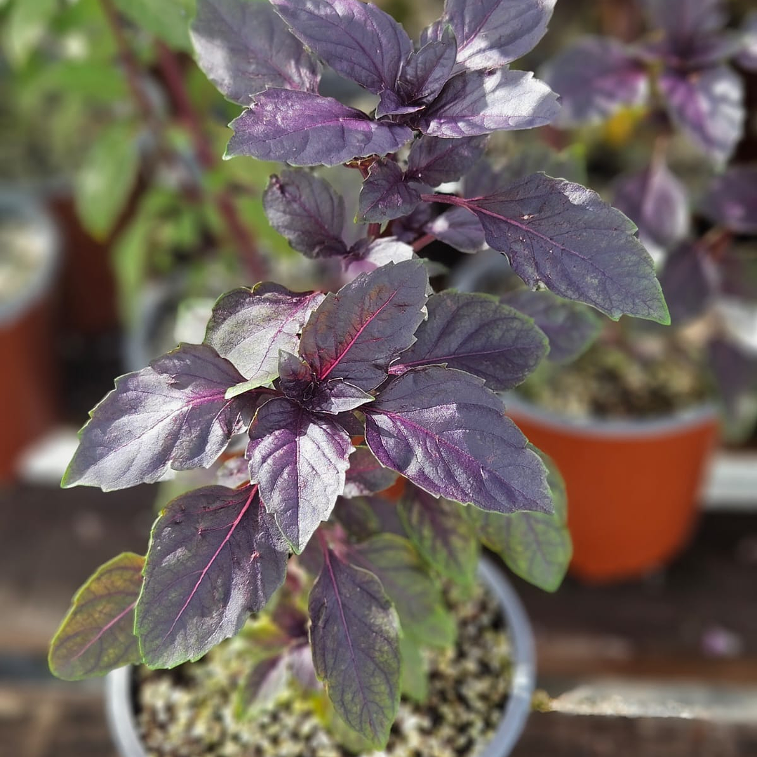 Albahaca morada 1
