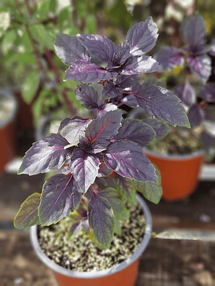 Albahaca morada