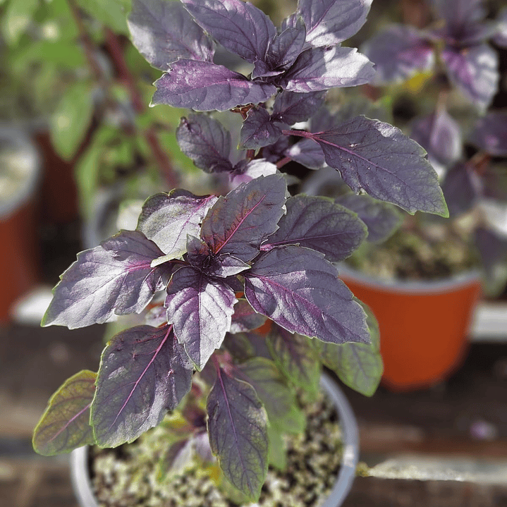Albahaca morada 1
